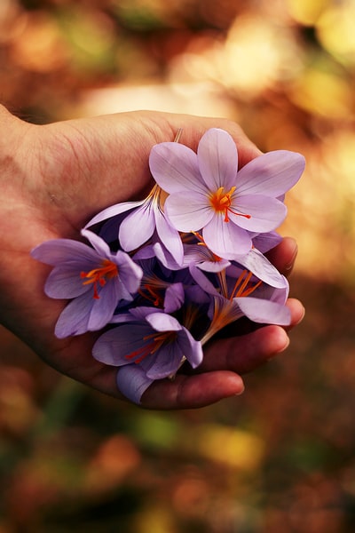 手上有紫色花瓣的花
